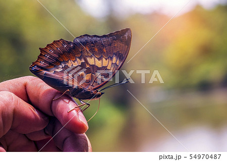 Butterfly Thailand Butterfly Thailand 54970487