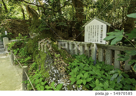 大山祇神社　河野通有 兜掛の楠　しまなみ海道　大三島　愛媛県今治市 54970585