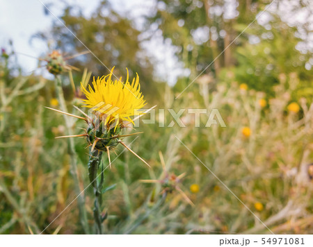 Close up of yellow starthistle spiny bushes 54971081