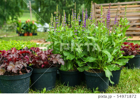 ornamental potted plants prepared for planting in ornamental potted plants prepared for planting in 54971872