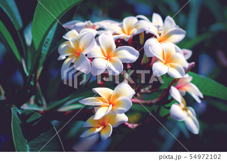 plumeria rubra flowers in natural background plumeria rubra flowers in natural background 54972102
