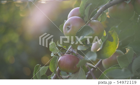 Apple tree with red apples close up in sunset. Red apple grow on a branch. Soft focus on apples with 54972119
