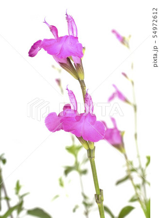 Salvia microphylla in studio Salvia microphylla in studio 54972612