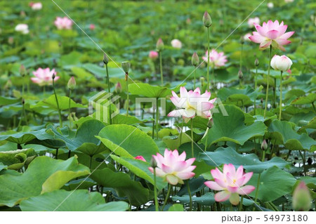 藤原京の蓮 藤原京の蓮 54973180