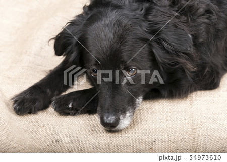 Cute black dog Cute black dog 54973610