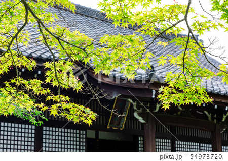 勧修寺の宸殿と夏のもみじ 京都市 勧修寺の宸殿と夏のもみじ 京都市 54973720