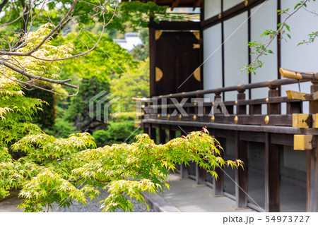 勧修寺の宸殿と夏のもみじ 京都市 勧修寺の宸殿と夏のもみじ 京都市 54973727