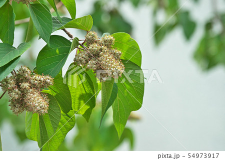 丸々と太くなったアカメガシワの実 丸々と太くなったアカメガシワの実 54973917