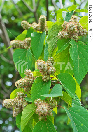 丸々と太くなったアカメガシワの実 丸々と太くなったアカメガシワの実 54973951