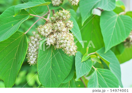 丸々と太くなったアカメガシワの実 丸々と太くなったアカメガシワの実 54974001