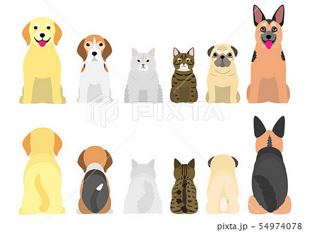 老犬と老猫たちのボーダー 全身 前後のイラスト素材