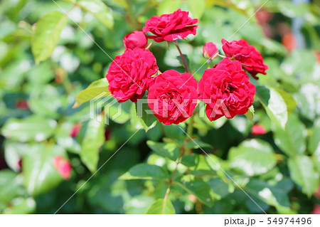 バラの花　ラバグルート 54974496