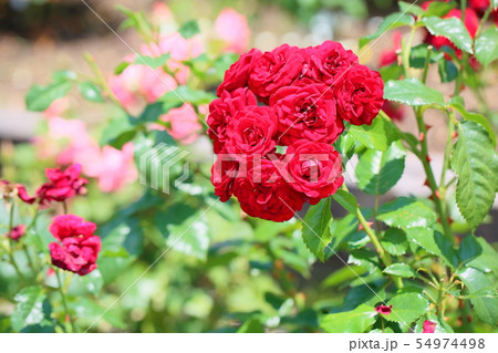 バラの花　ラバグルート 54974498