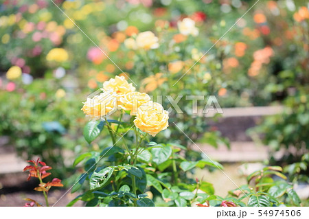 バラの花 ミケランジェロ バラの花 ミケランジェロ 54974506