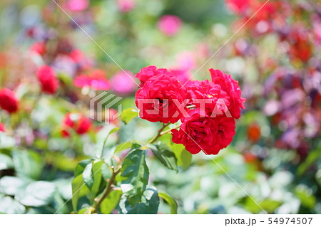 バラの花 ユーロピア―ナ バラの花 ユーロピア―ナ 54974507