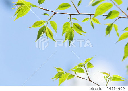 新緑 54974909