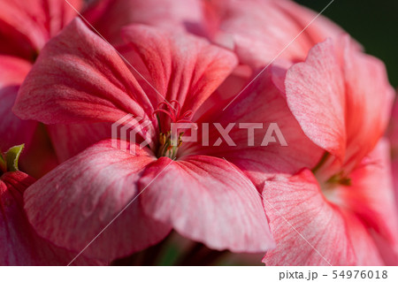 Pink color of flowers petals Pelargonium zonale 54976018