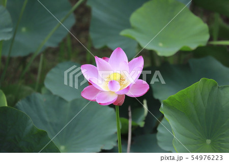 ピンク色のハスの花 ピンク色のハスの花 54976223