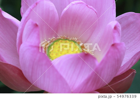 ピンク色のハスの花 ピンク色のハスの花 54976339