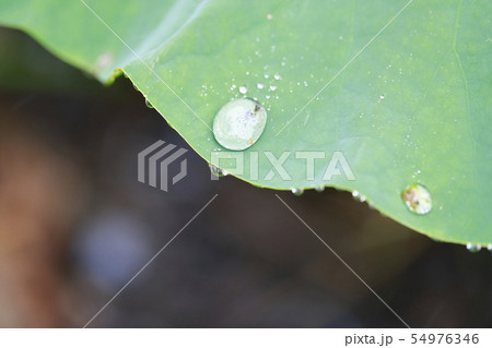 ピンク色のハスの葉と水滴 ピンク色のハスの葉と水滴 54976346
