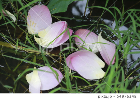 ピンク色のハスの花びら 54976348