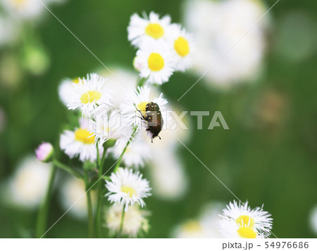 ハルジオンに止まるコアオハナムグリ 54976686