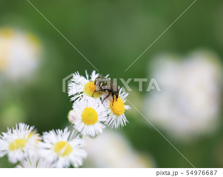 ハルジオンに止まるコアオハナムグリ 54976687