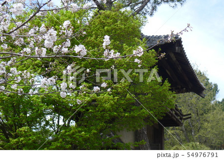 フォートワース日本庭園の櫓と桜 54976791