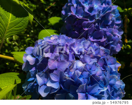 青い紫陽花 54976795