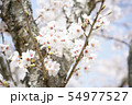 桜満開 54977527