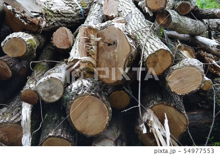積み重なった木 54977553