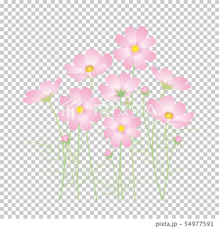 粉紅色的波斯菊花 54977591