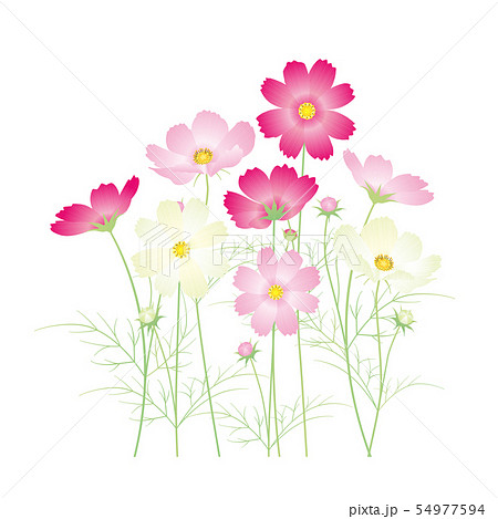 カラフルなコスモスの花 ミックスのイラスト素材 [54977594] - PIXTA