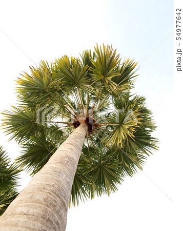 high tall palm tree large green leaves on blue sky 54977642