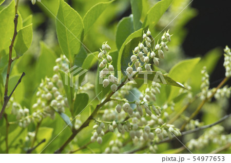 シャシャンボの花(アップ) 54977653