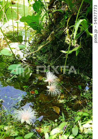 764 サガリバナ 764 サガリバナ 54977773