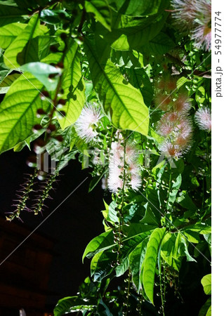 763　サガリバナ 54977774