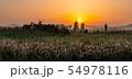 日の出 朝 葦 54978116