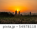 日の出 朝 葦 54978118