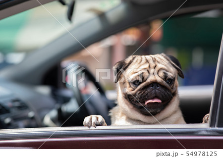 Cute Dog Pug on car smile and happiness 54978125