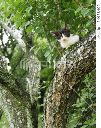 子猫・野良猫・木登り 子猫・野良猫・木登り 54978400
