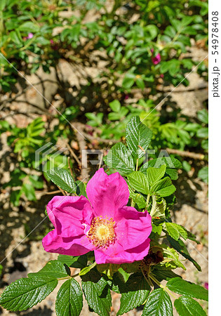 樹木：ハマナス　バラ科　 54978408