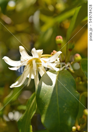 樹木:シキミ マツブサ科 樹木:シキミ マツブサ科 54978428