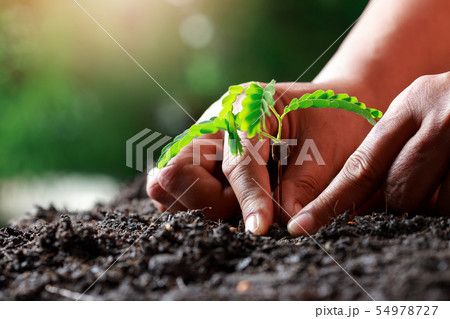 Farmer hand planting sprout (tamarind tree) in 54978727