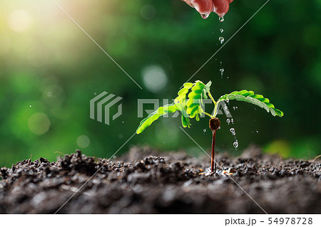 Close up Farmer Hand watering young baby plants 54978728