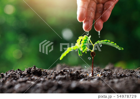 Close up Farmer Hand watering young baby plants Close up Farmer Hand watering young baby plants 54978729