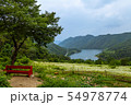 ヒメジョオン 野花 花 54978774