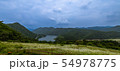 ヒメジョオン 野花 花 54978775