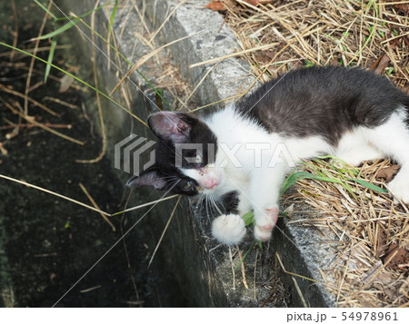 子猫・野良猫・側溝 54978961