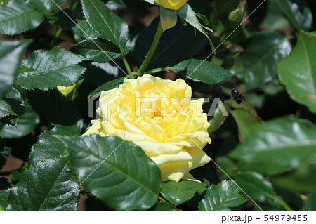 薔薇 薔薇 54979455